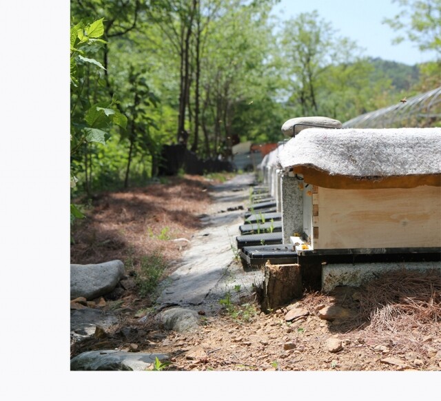 농업회사법인 설악산허니팜(주),설악산허니팜 아카시아 꿀단지1kg