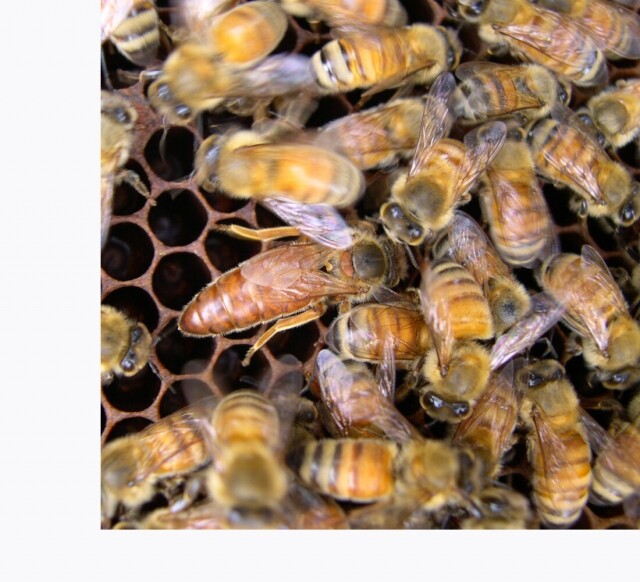 농업회사법인 설악산허니팜(주),설악산허니팜 벌꿀세트3호 [아카시아꿀 2.4kg + 야생화꿀 2.4kg]