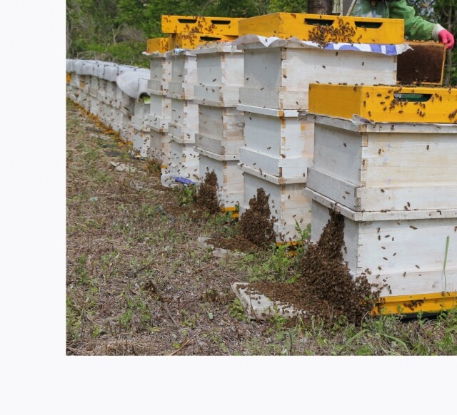농업회사법인 설악산허니팜(주),설악산허니팜 국산 생 로얄제리 50gx10병