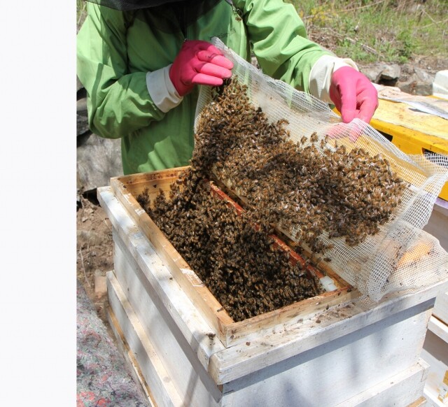 농업회사법인 설악산허니팜(주),설악산허니팜 국산 생 로얄제리 50gx10병