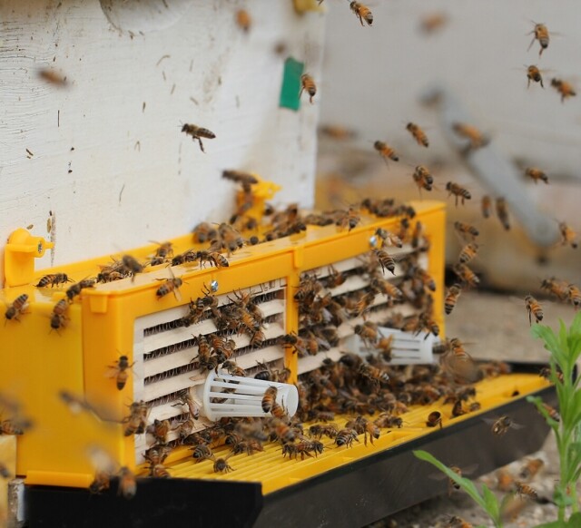 농업회사법인 설악산허니팜(주),(강원)_[설악산허니팜 꽃꿀100%] 아카시아 꿀단지1.0kg