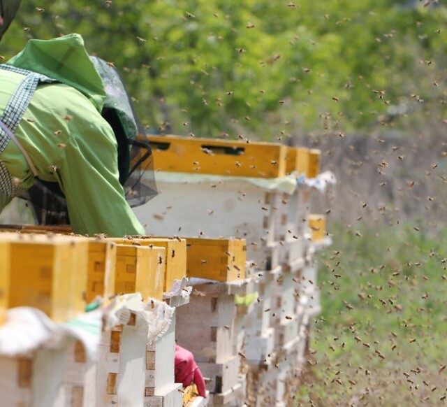 농업회사법인 설악산허니팜(주),설악산허니팜 밤꿀 2.4kg